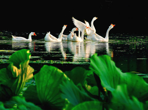 Swan Lake《天鹅湖》the church