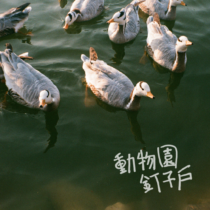 一个人在滨湖公园动物园钉子户
