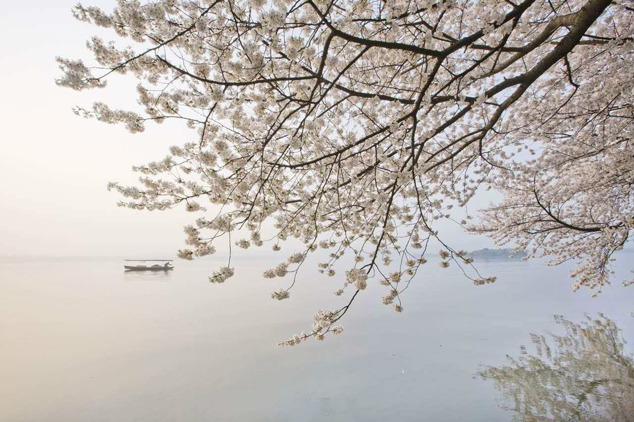 中岛美嘉《樱花纷飞时》