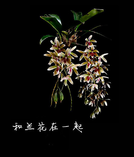 雅尼（Yanni）的中国风--《和兰花在一起》