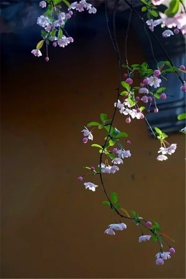 《小小新娘花》——华语群星