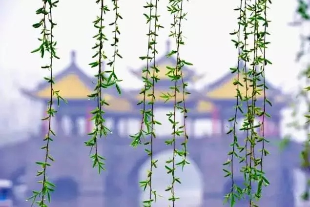 童丽《烟花三月》