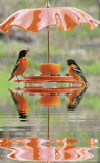《江南雨》——杨蔓