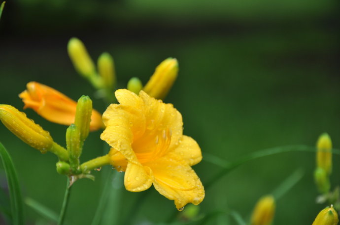 萱草（Day Lily）