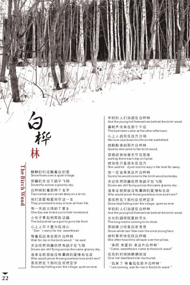朴树--白桦林