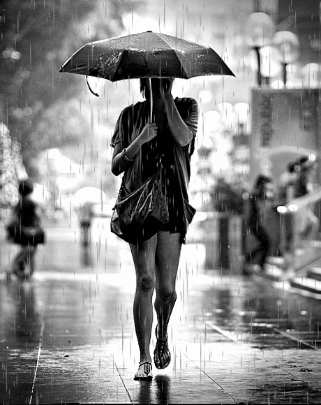 雨葵  石进
