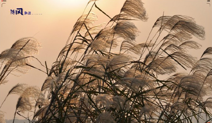 Blowing In The Wind 《答案在风中飘》