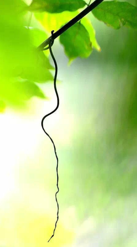 秋夜的灵魂/开花颖-好榮