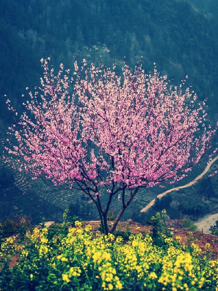  《桃花美桃花开》姚知含