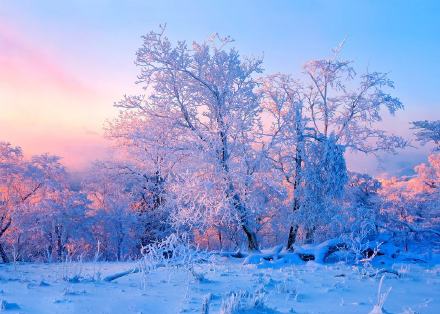 雪（杜倩荧）