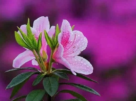 姜育恒《泪的小花》