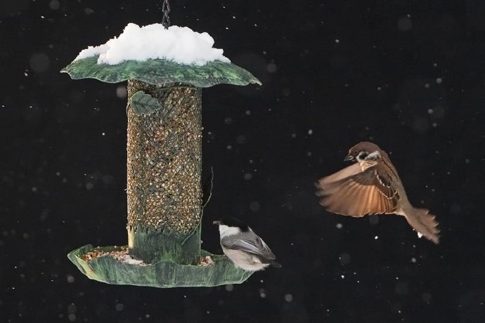 谁会去爱一只小麻雀？Simon ，garfunkelr--Sparrow