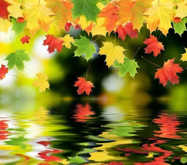 钢琴曲《秋日私语》（Richard Clayderman）