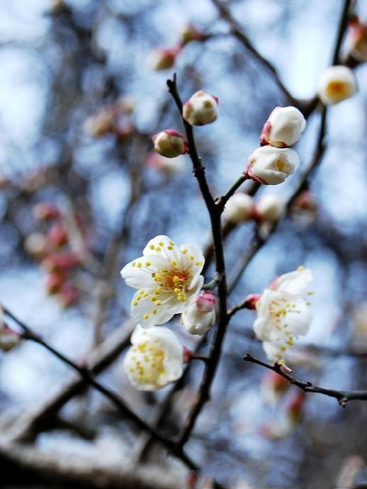 当雪花爱上梅花