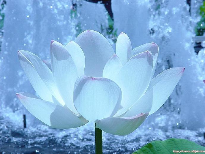 雪莲