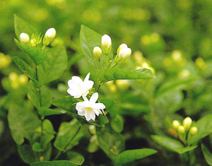 杨丞琳《小茉莉》