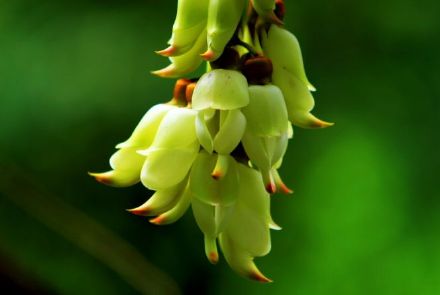 《梦.禾雀花》何莹