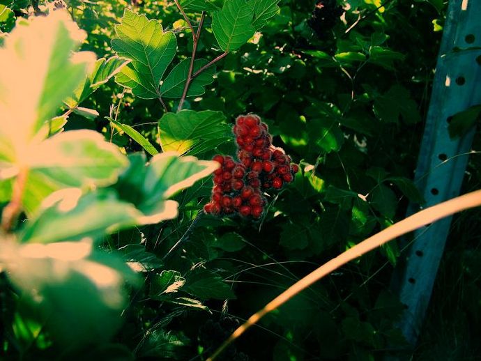 Autumn Leaves（秋叶）