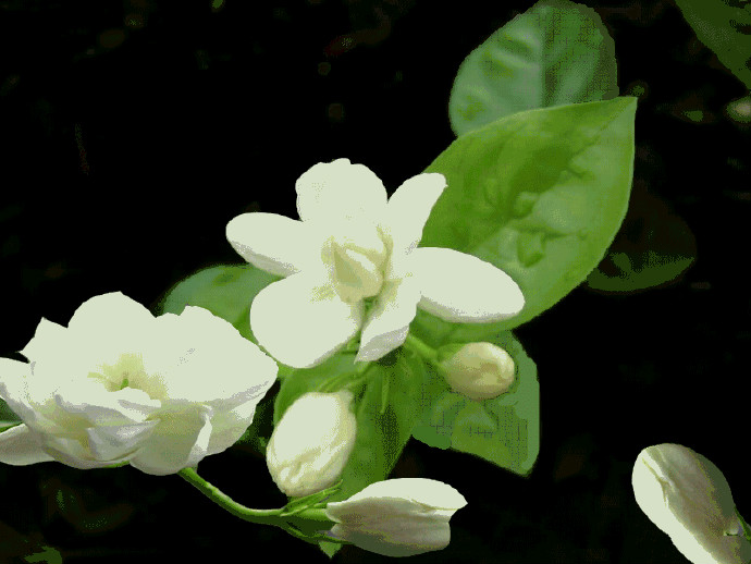 蔡琴《茉莉花》