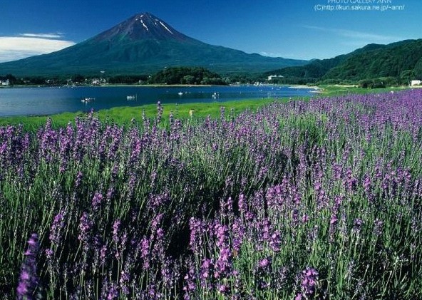 Diana Boncheva – Purple Passion(紫色激情)