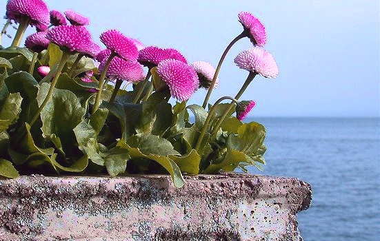 日本版本《花心》（喜那昌吉）