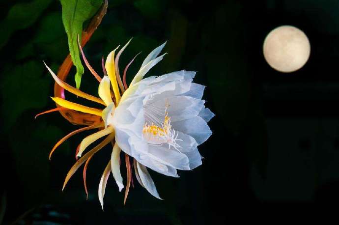 《昙花痛》赵鹏