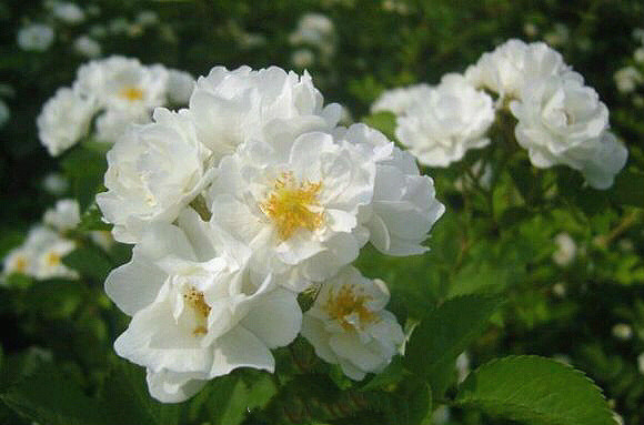 王菲《开到荼靡》