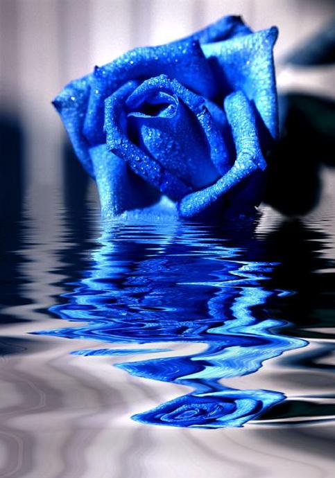 Claudine Longet---love is blue