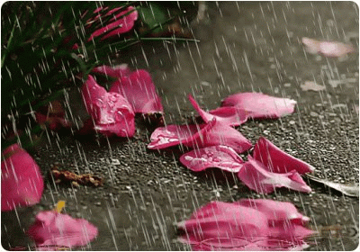 开花颖《雨中的怀念》