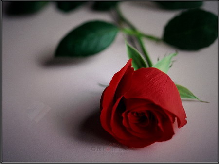 Love Me Again-Helena Zetova