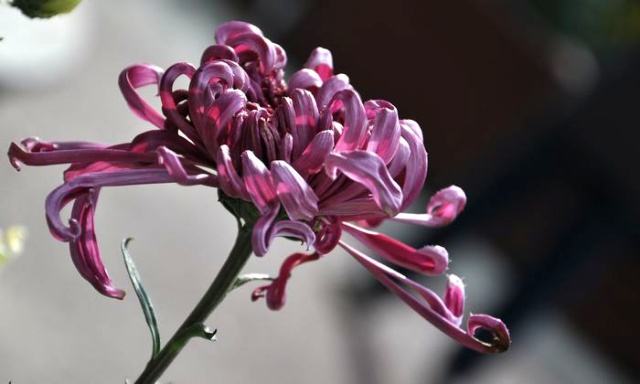 邓丽君《采红菱》