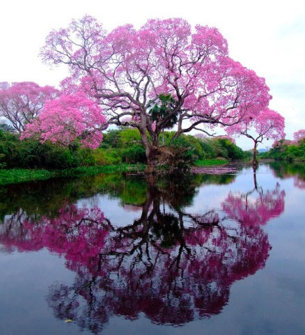 梅艳芳《似水流年》