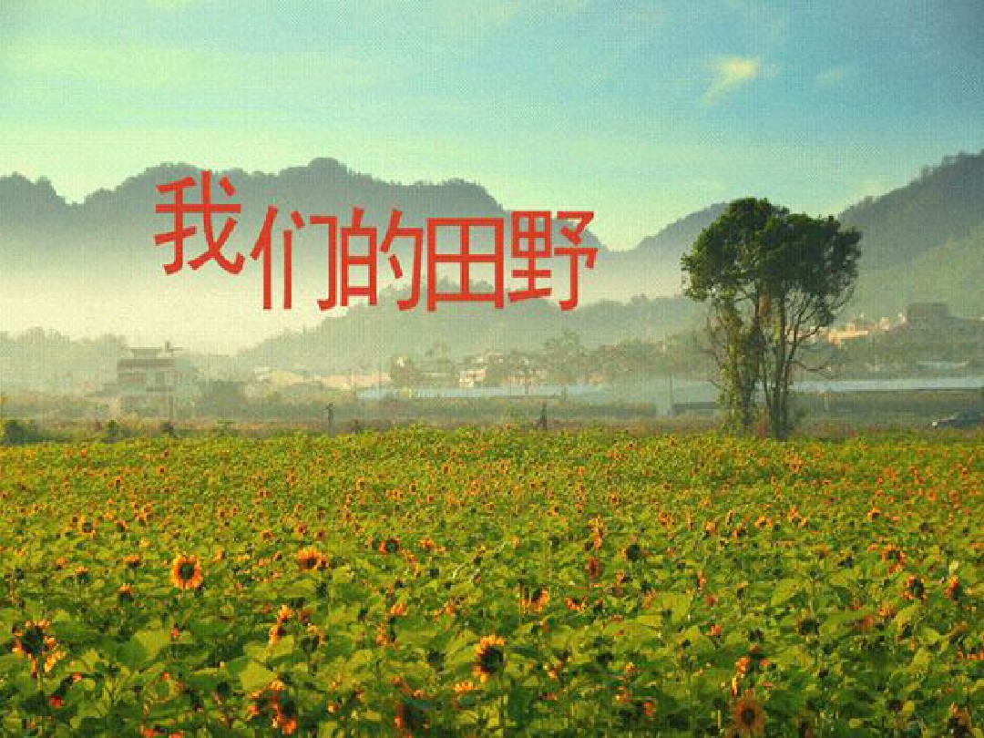 黑鸭组合《我们的田野》