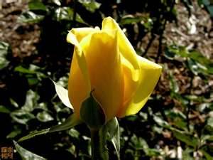 Al Martino《Bouquet of Roses》《一束玫瑰》