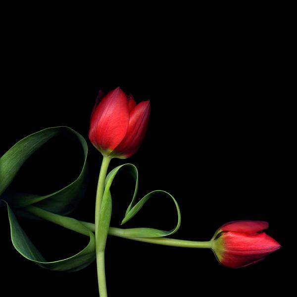 Sofia Kallgren《Smells Of Roses》（玫瑰花香）（英文
