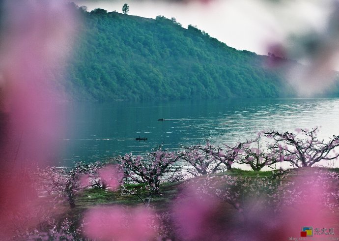 天籁天《桃花儿开了》