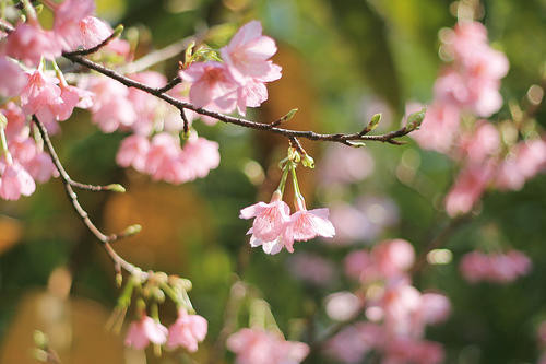 森山直太郎《桜》樱花