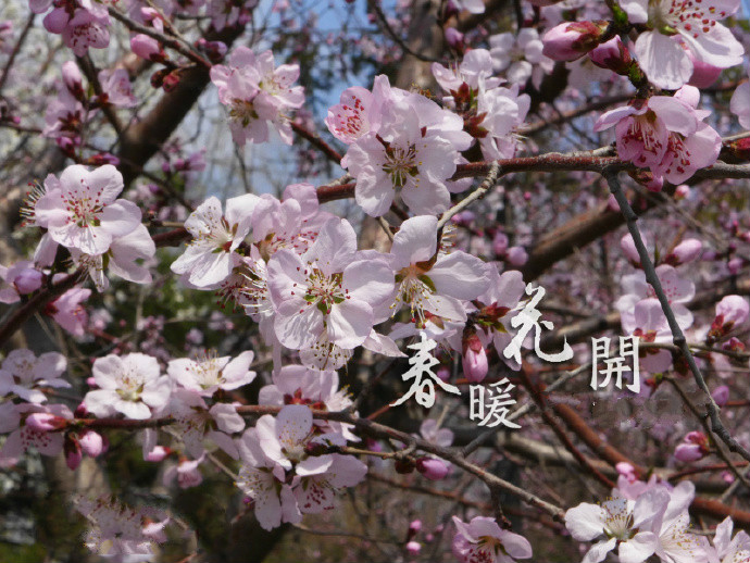 那英《春暖花开》
