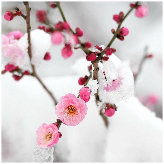 包圣美《梅雪争春》