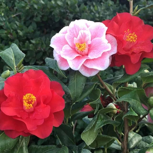 名贵茶花品种名