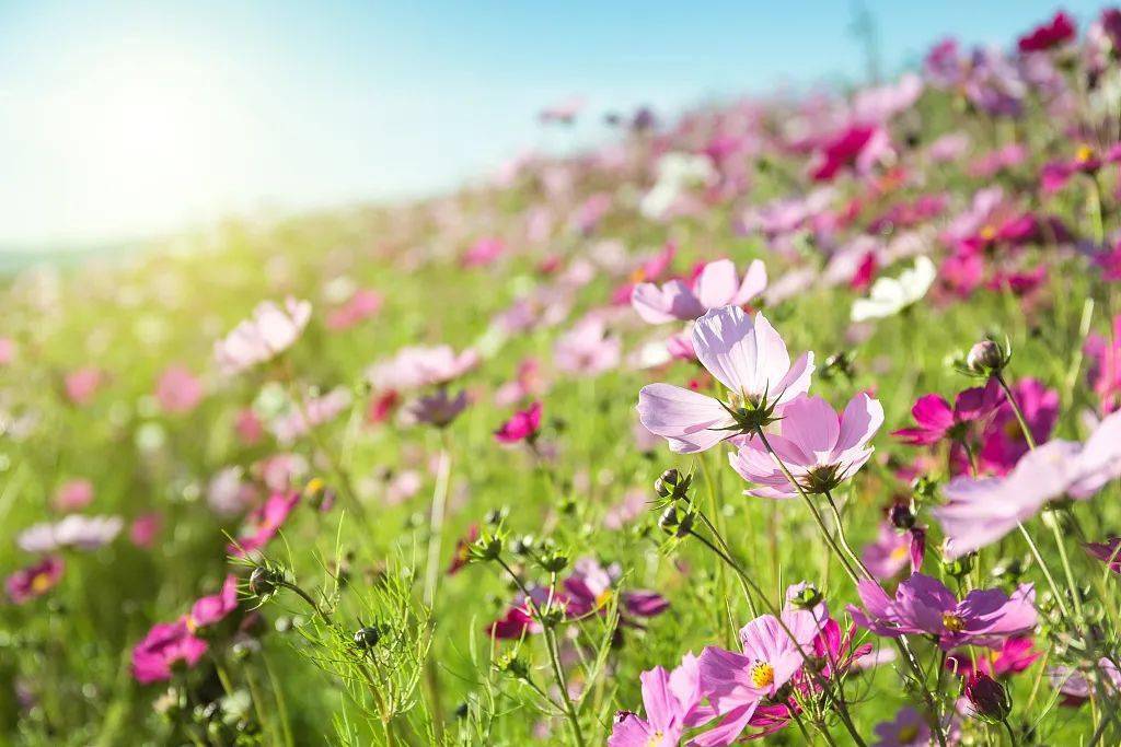 索玛花《情深意长》