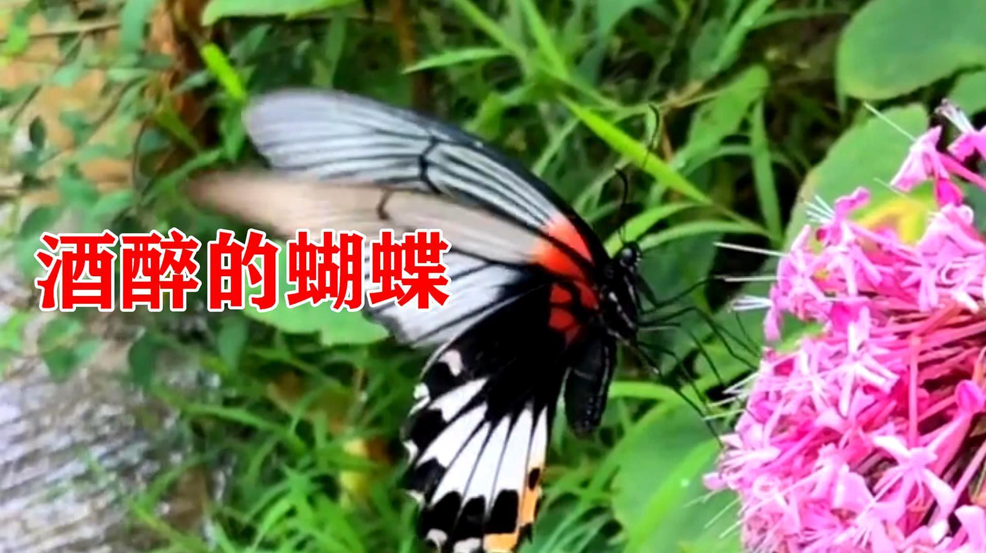 崔伟立，孙艺琪《酒醉的蝴蝶》