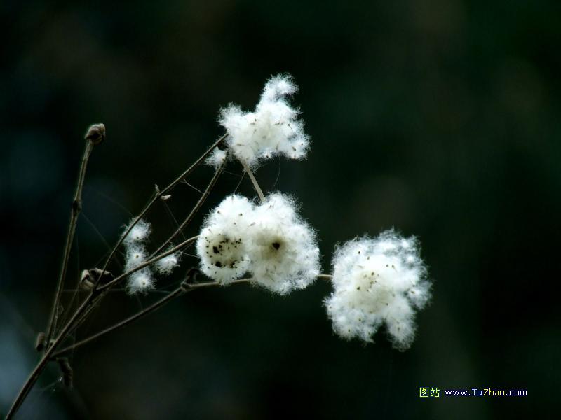 Cotton Fields - Playing For Change （美国乡村