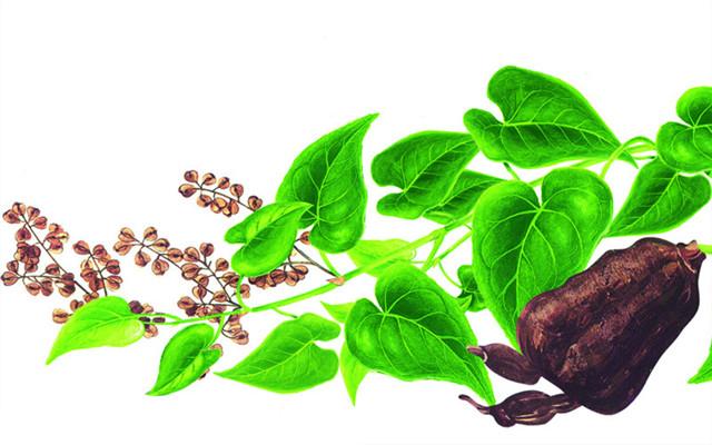 何首乌的食用方法