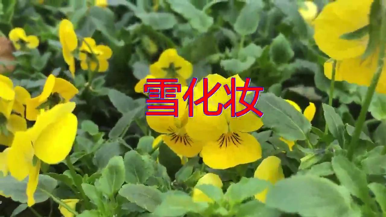 爱情雪国《雪化妆》