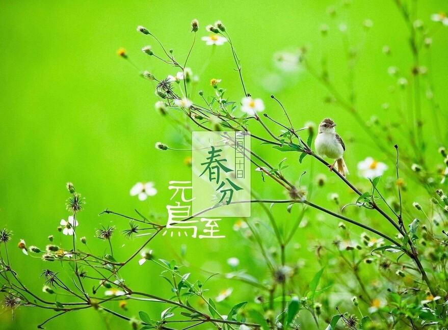 筠子《春分》