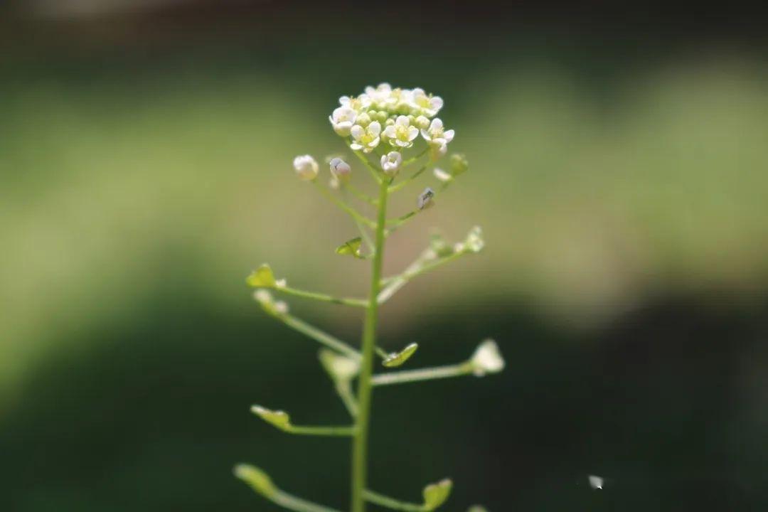 大连春游挖野菜的好去处推荐