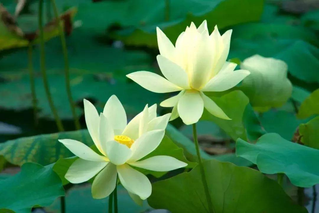 《一池清凉》