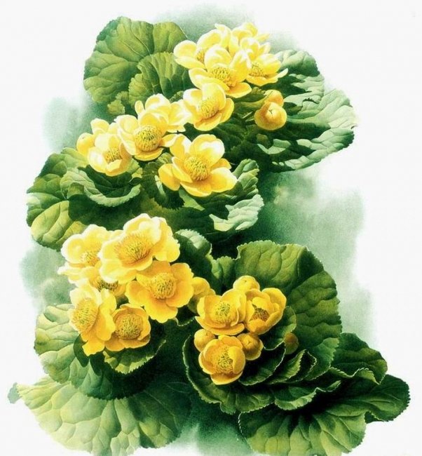 云南百花图（下）