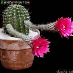 仙人球开花